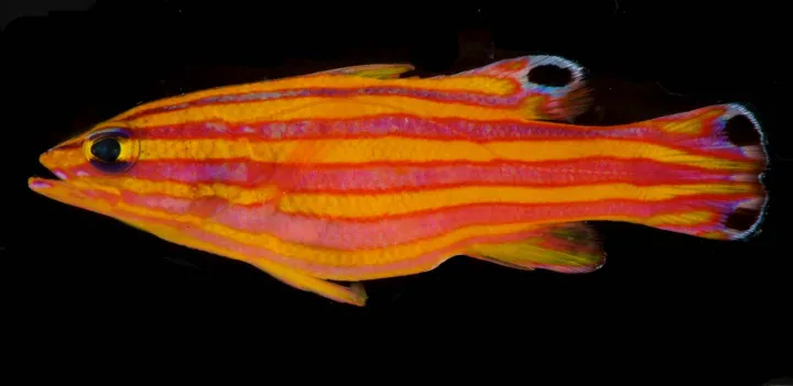 A photo of a candy basslet, an orange and yellow-striped fish.