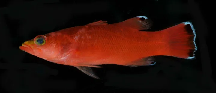 A photo of a cave basslet.