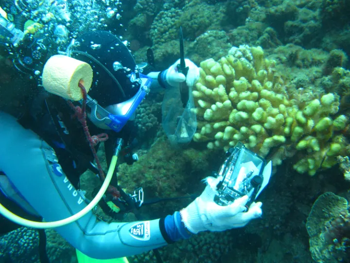 A diver on the reef near Moorea collects samples.