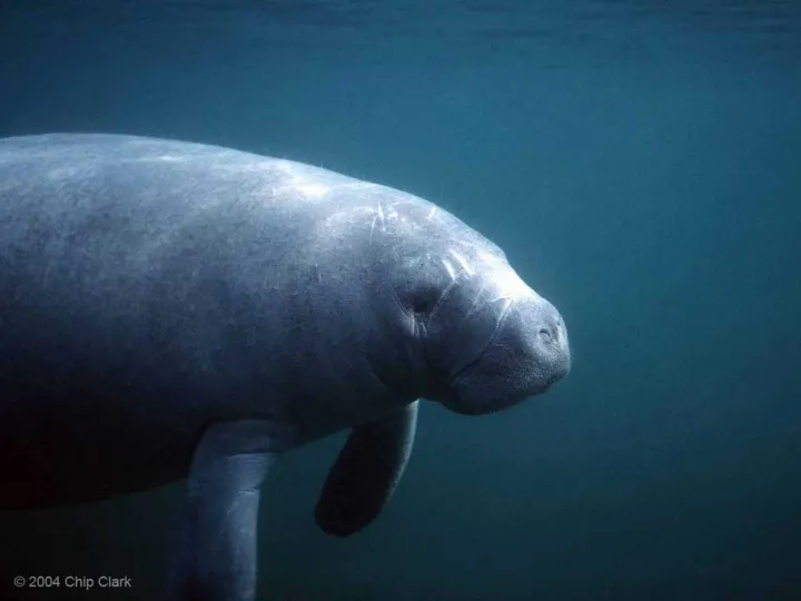 West Indian Manatee