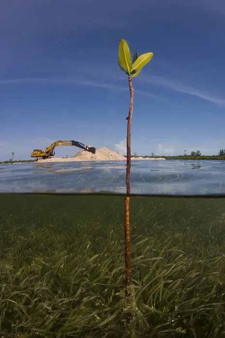 A lone mangrove shoot stands in the path of development in the Bahamas.