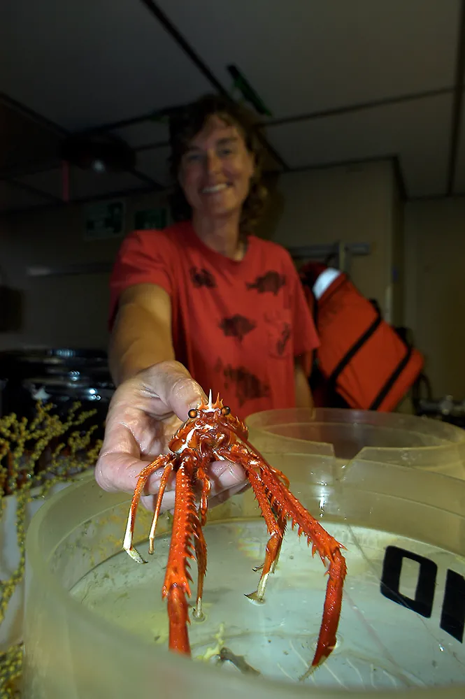 Martha Nizinski holds a squat lobster over a petri dish. 