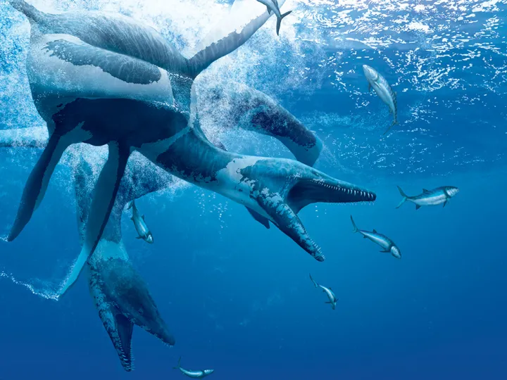 two plesiosaurs hunt