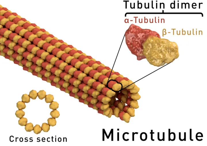 a microtubule diagram