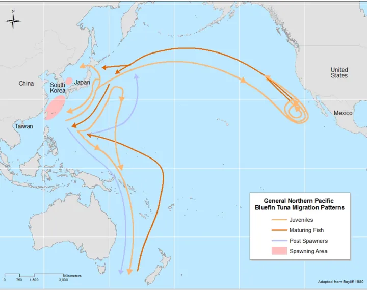 A map of the Pacific Ocean and the migration routes of the tuna
