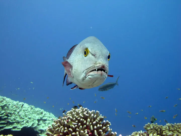 Twin-spot snappers are curious top predators on Pacific coral reefs, eating a variety of fishes, shrimps, crabs, and snails among others, and are usually around 2.5 feet long.