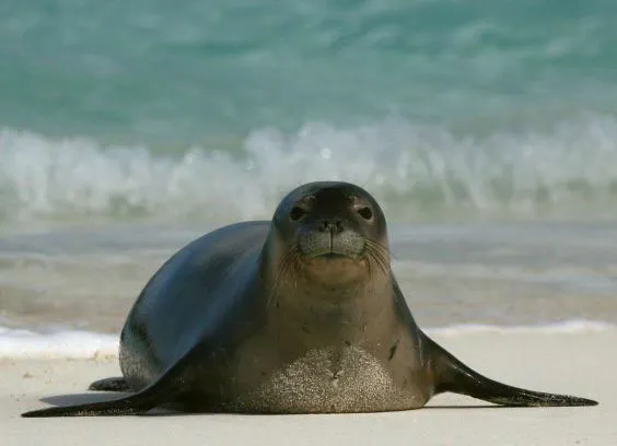 Photo of a Hawaiian monk seal on the beach, with the ocean in the background.