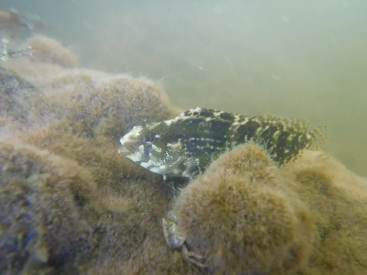 a fish on the bottom of the seafloor