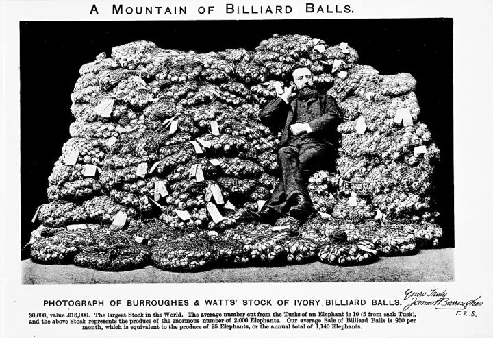 Photo of a mountain of billiard balls made from ivory. 