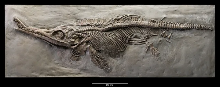 A skeleton of an ichthyosaur