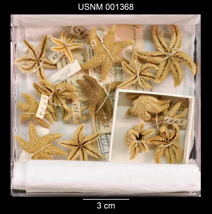 a box of dried sea stars