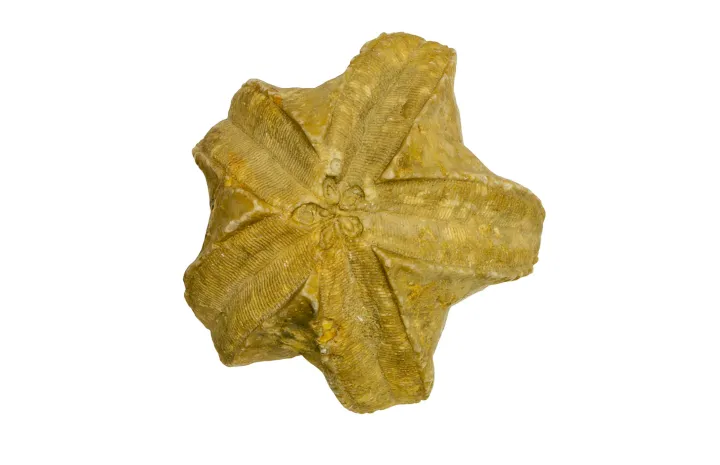a star shaped fossil blastoid