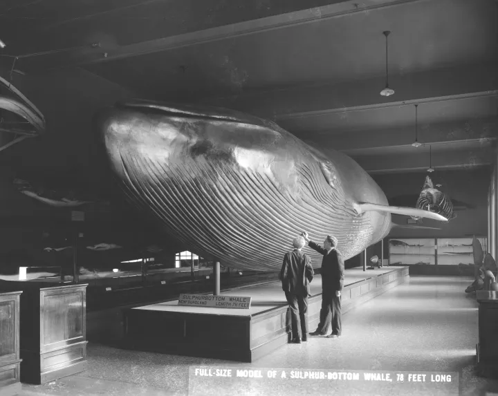 The 1903 blue whale in the Natural History Museum