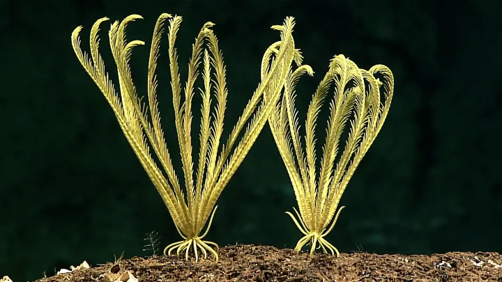 two yellow sea lillies