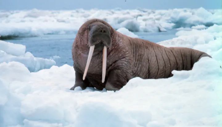 Walruses use sea ice as platforms on which to nurse their young and launch their dives.