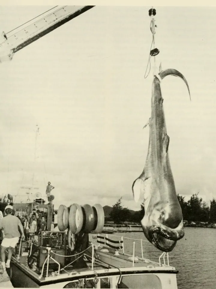 a megamouth shark is hung by its tail on the back of a ship