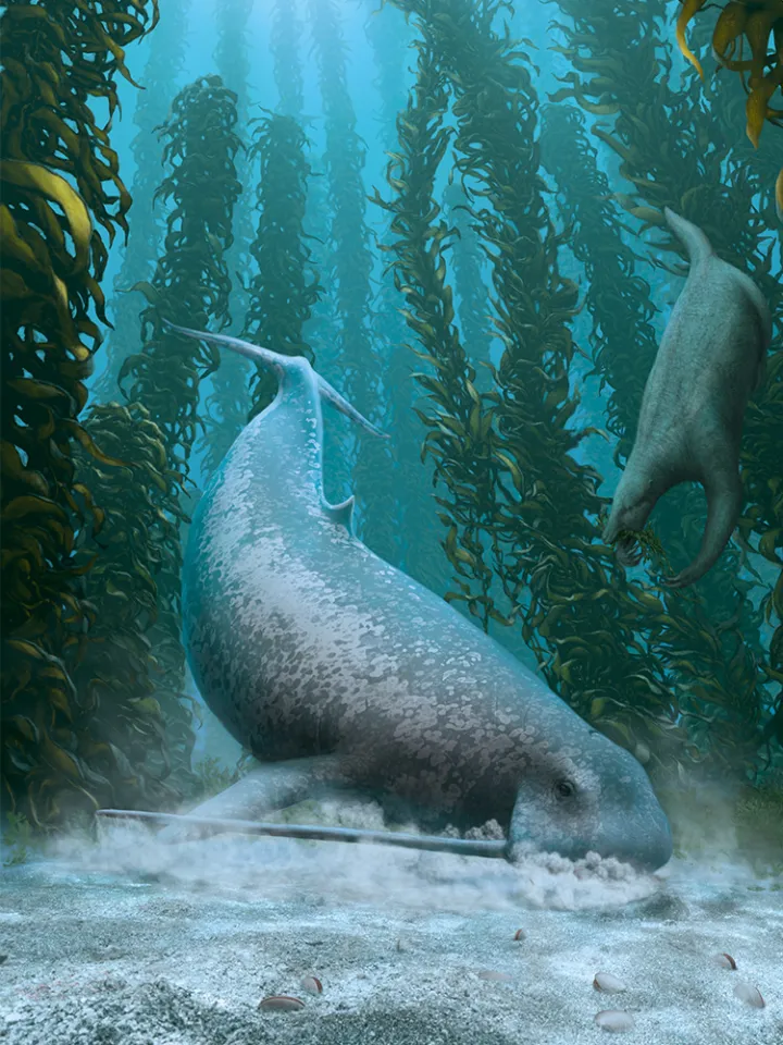 an ancient whale scavenges in a kelp forest