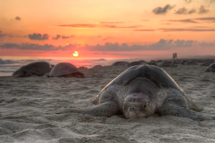 an olive ridley turtle comes ashore