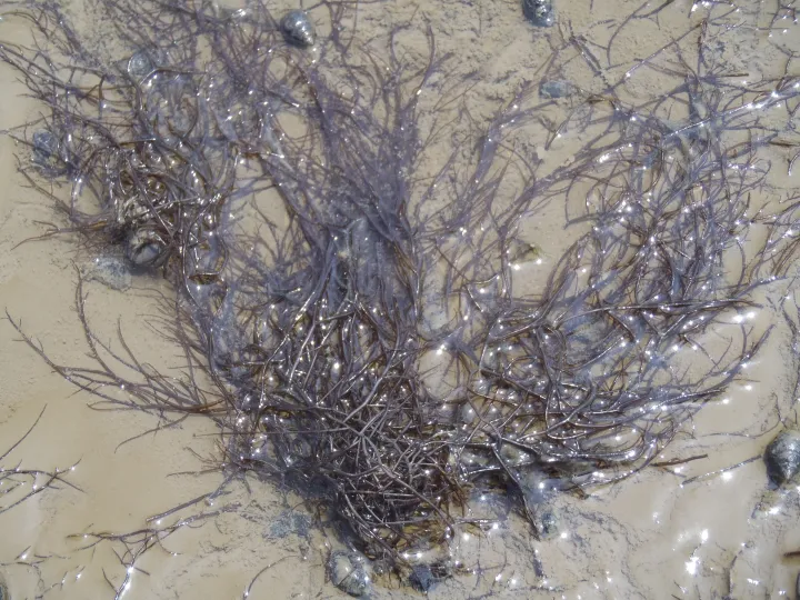 The red seaweed Gracilaria vermiculophylla (Gverm).