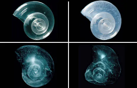 A shell placed in seawater with increased acidity slowly dissolves over 45 days.
