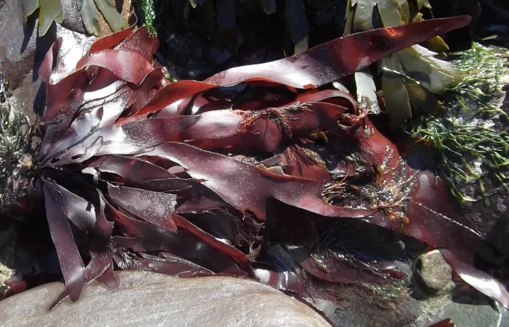 red fronds of kelp in low tide
