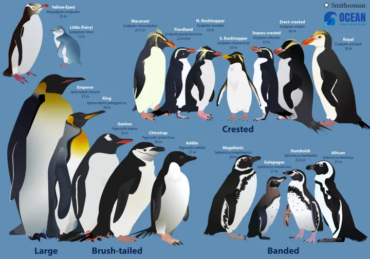 a graphic with every penguin species