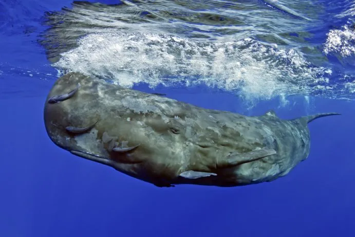 Photo of a sperm whale just below the water's surface.