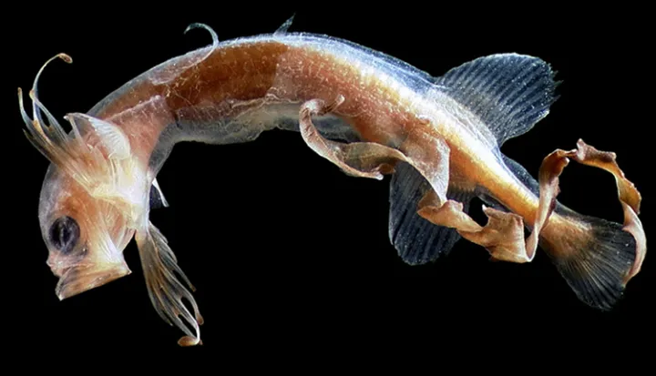 Tapetail fish with long tail.