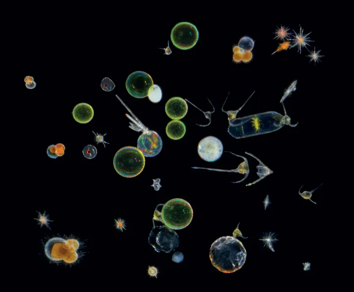 microscopic organisms of different shapes