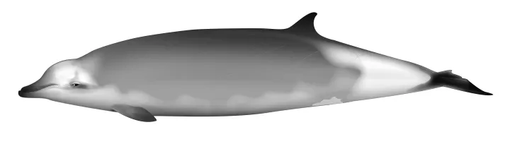 an illustration of a grey beaked whale