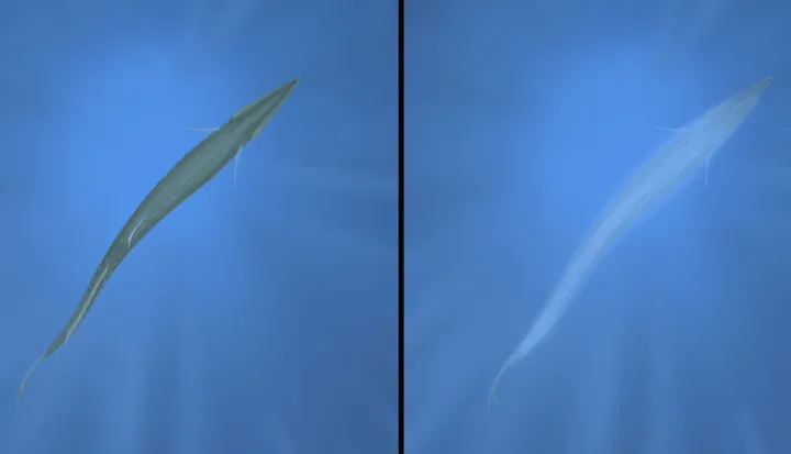 This fish is using counterillumination to disappear. At left it stands out against the light above it. At right, with bioluminescent structures lit, it blends in.