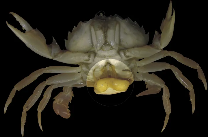 This crab has a parasitic barnacle rooted in its reproductive system. 