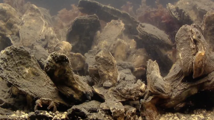 oysters underwater