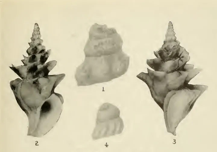 black and white snail shells