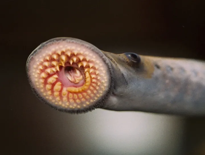 a lamprey's suction mouth opens to show a disk of pointed teeth