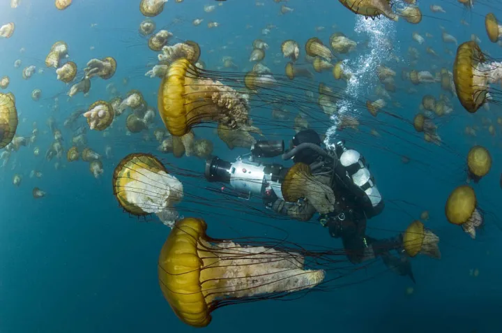 A cameraman navigates a smack of sea nettles (Chrysaora fuscescens) in Monterey Bay. Sea nettle blooms have become more common in recent years.
