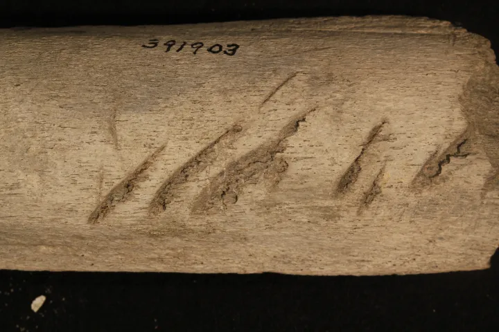 serrations from sharks on a fossilized whalebone