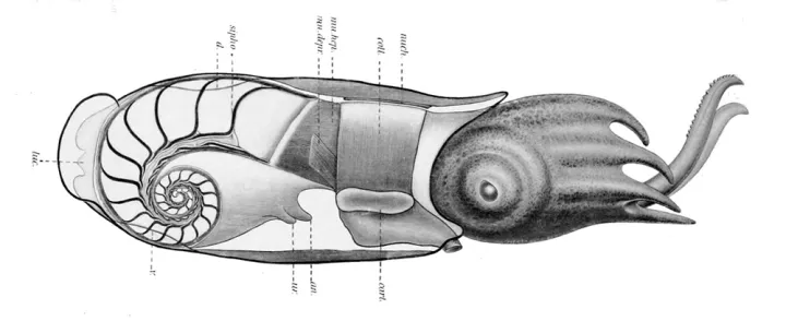 A cross section of a ram's horn squid