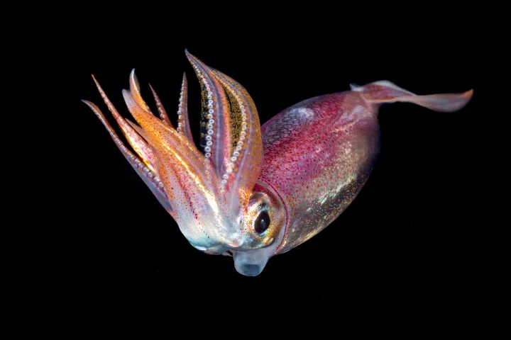 a glittery squid extends its arms in a sea of black