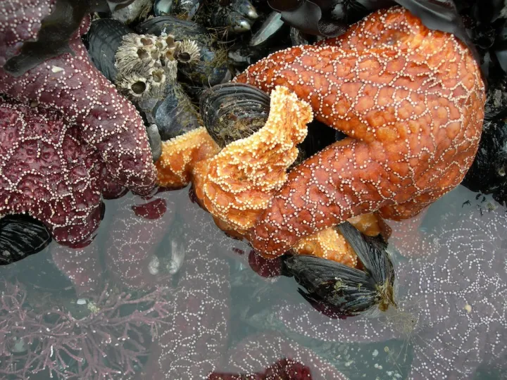 A starfish eating a mussel. 
