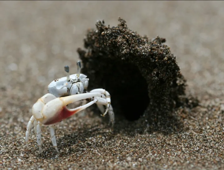 This male dancing fiddler crab (Uca terpsichores) has built a sand “hood” at the entrance to his burrow, which he hopes will attract females to his humble abode—as if that big beautiful claw of his weren't enough!