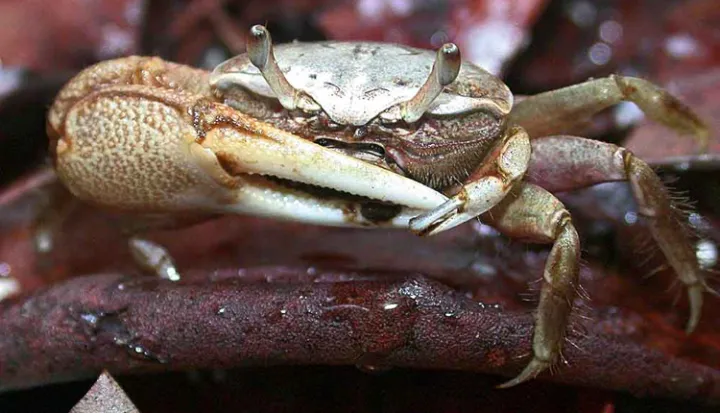 A male mudflat fiddler crab (Uca rapax) waves its huge claw to impress females and threaten competitors.