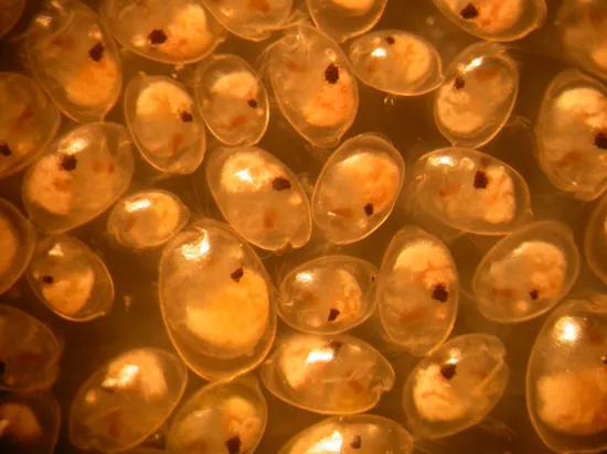 Male and female P. annecohenae, including several juvenile instars.

