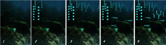 This is a series of images showing how a typical nightly courtship display would look like, where certain males initiate the display (2), others follow (3), and different species display their own unique “light shows” nearby (4 and 5).
