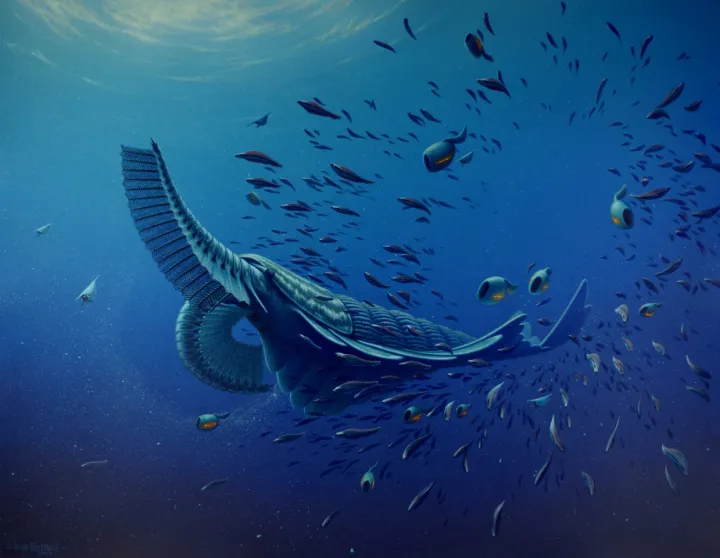 The first known filter feeder is a large shrimp-like creature called Tamisiocaris borealis. The feather-like structures on its head were used to rake plankton from the sea.
