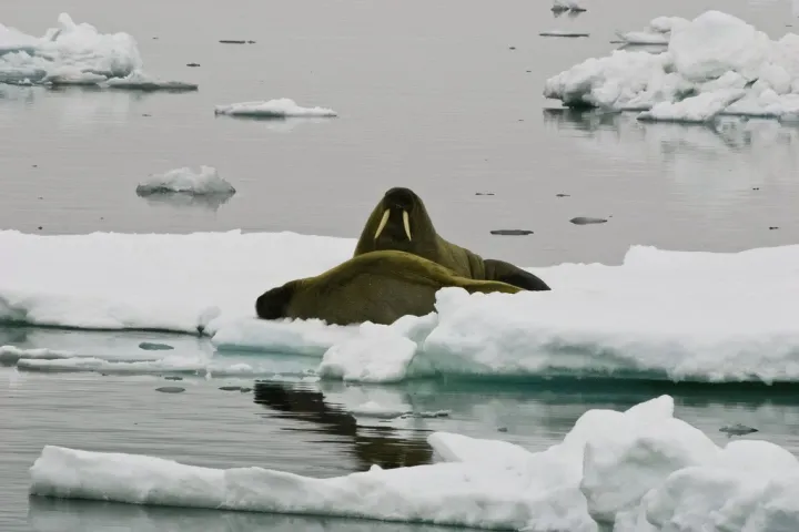 A walrus sits on a floating piece of ice. 