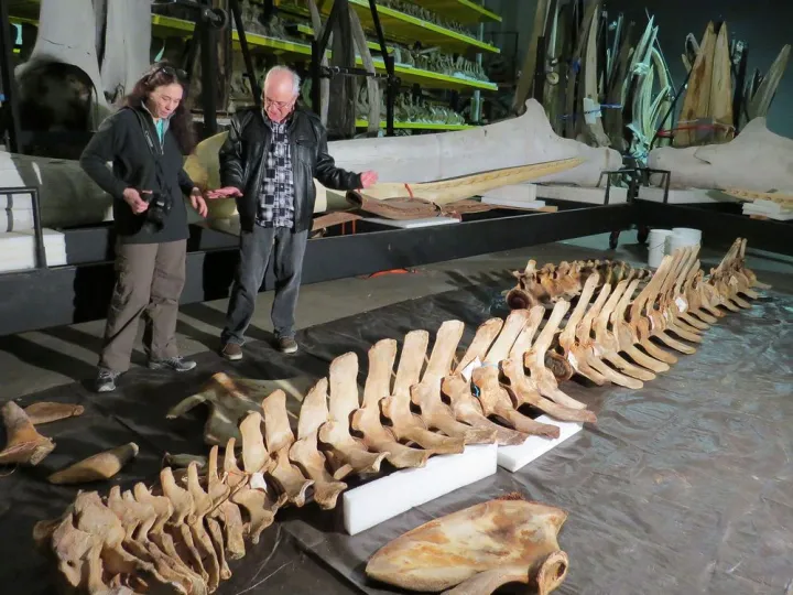 two scientists examine a whale skeleton in a warehouse 