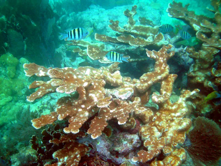 a piece of coral with white spots from infection