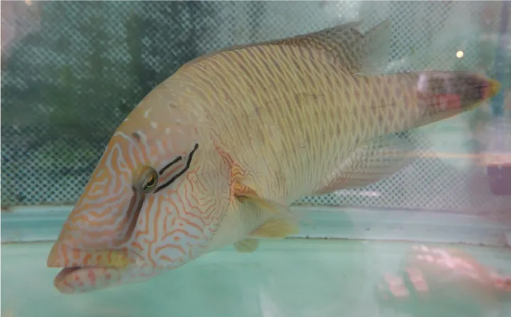 a juvenile humphead in a a tank