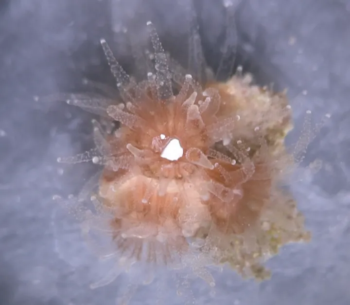 A white fleck of plastic is engulfed by a coral polyp.